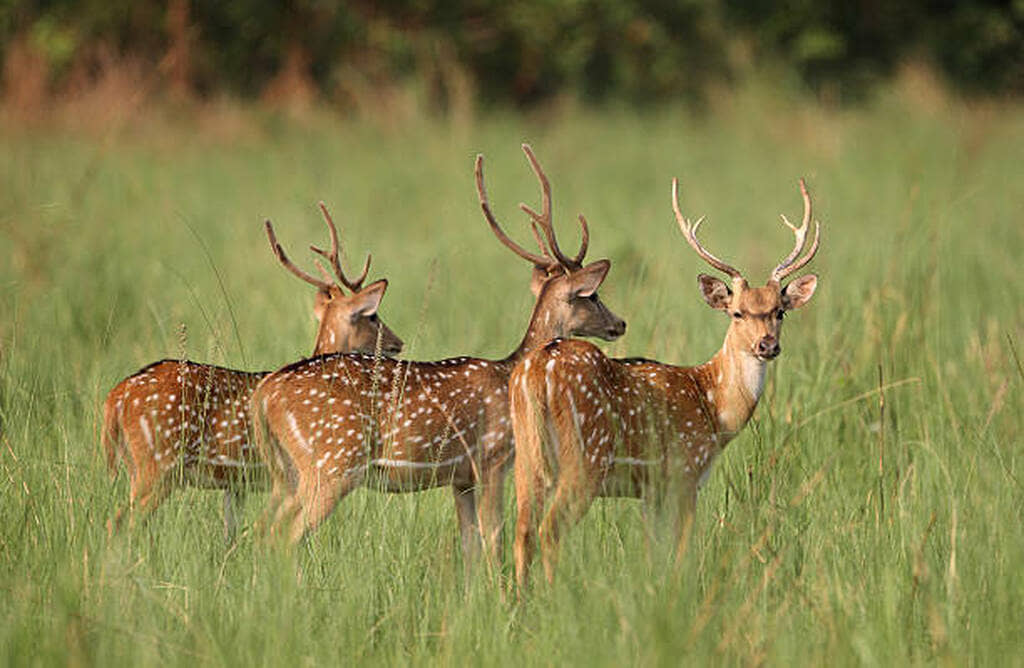 axis deer facts