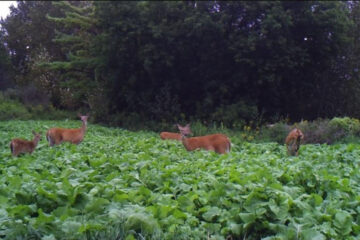Best Brassica Blend for Deer Food Plots