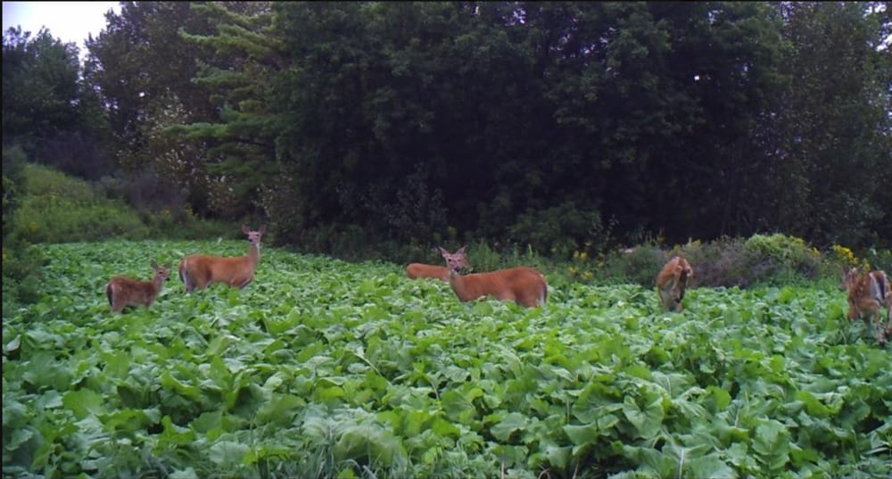 best brassica blend for deer