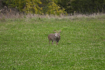 Best Clover for Deer: Top Varieties for Productive Food Plots