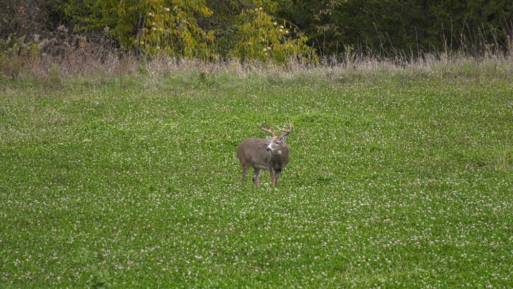 best clover for deer