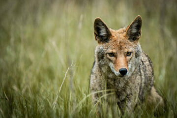 Coyote Hunting in Florida: Laws, Seasons & Expert Guide