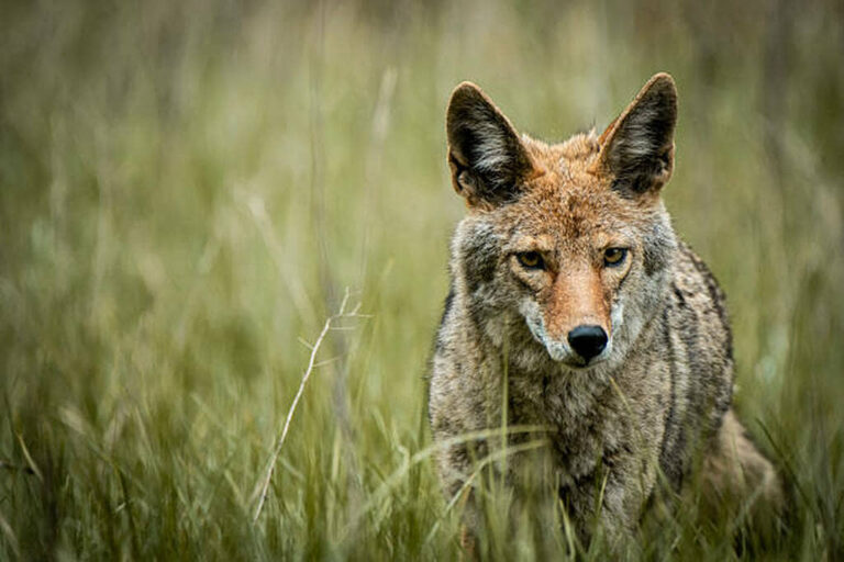 coyote hunting in florida