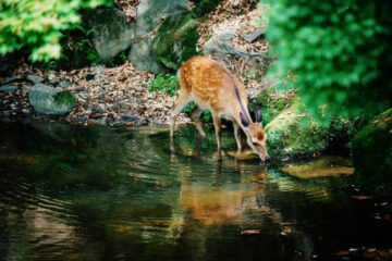 Deer Drinking Water: How, When, and Why Deer Stay Hydrated