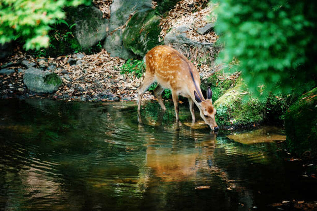 deer drinking water