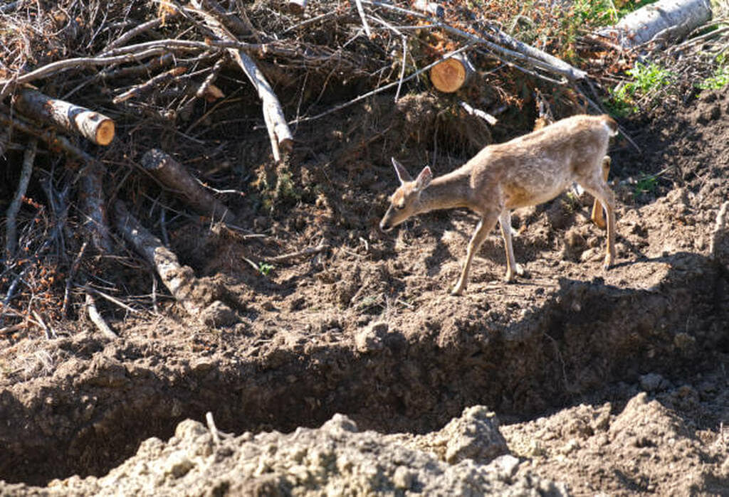 deer food plots for sandy soil