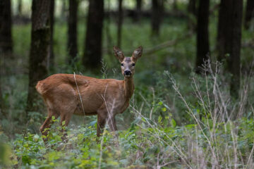 Deer Hunting on 10 Acres: Is It Enough to Be Successful?