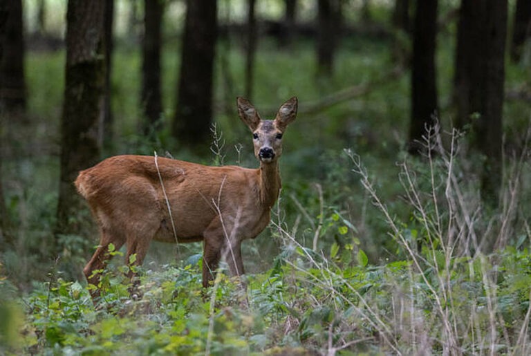 deer hunting on 10 acres
