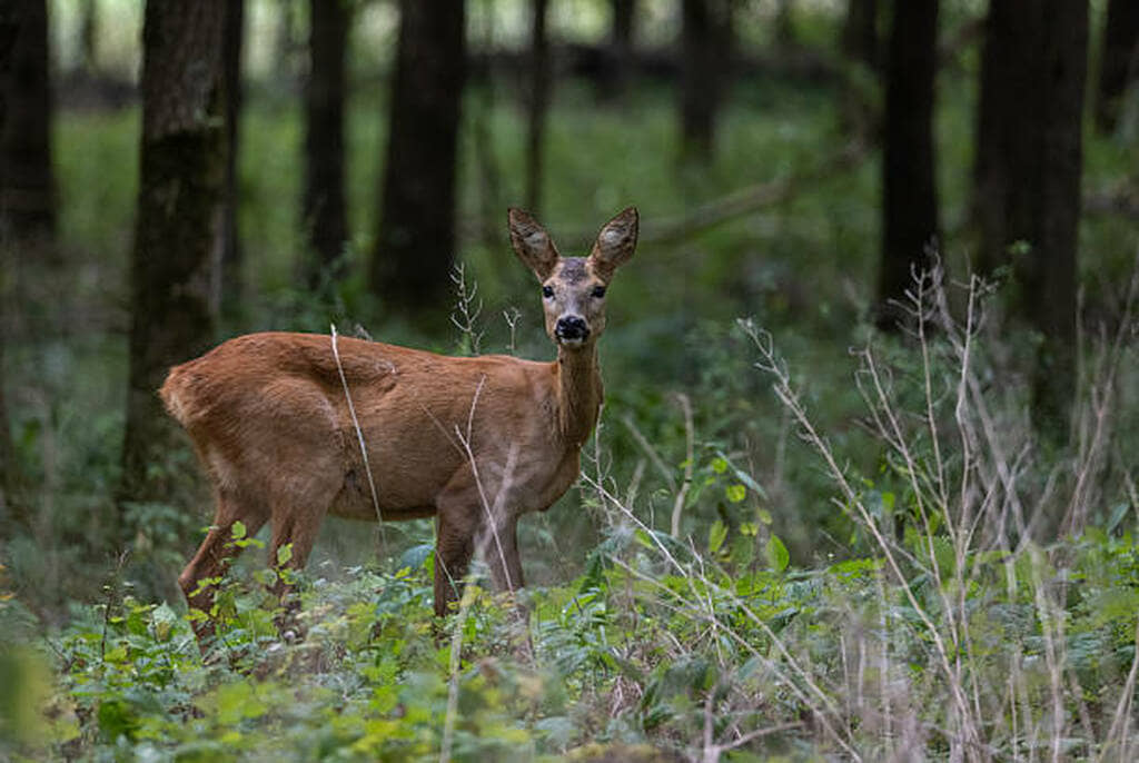 deer hunting on 10 acres