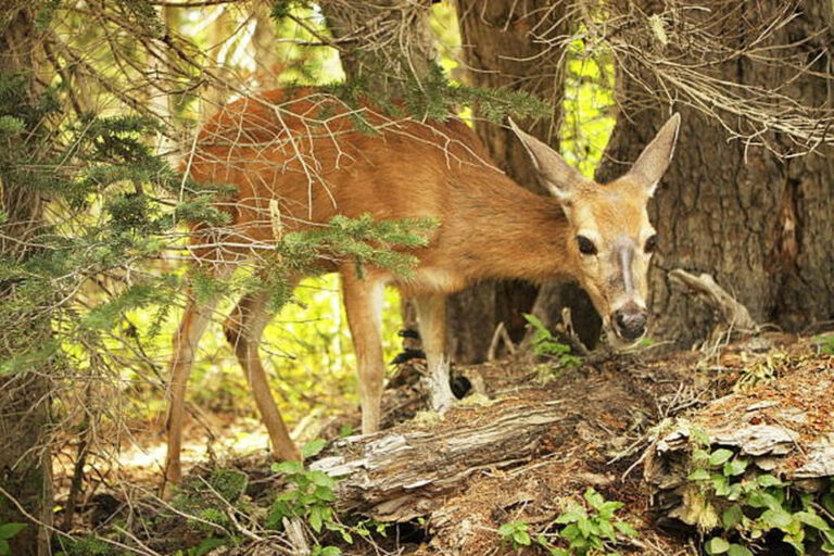deer sense of smell