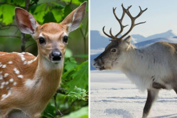 Difference Between Deer and Reindeer for Hunters