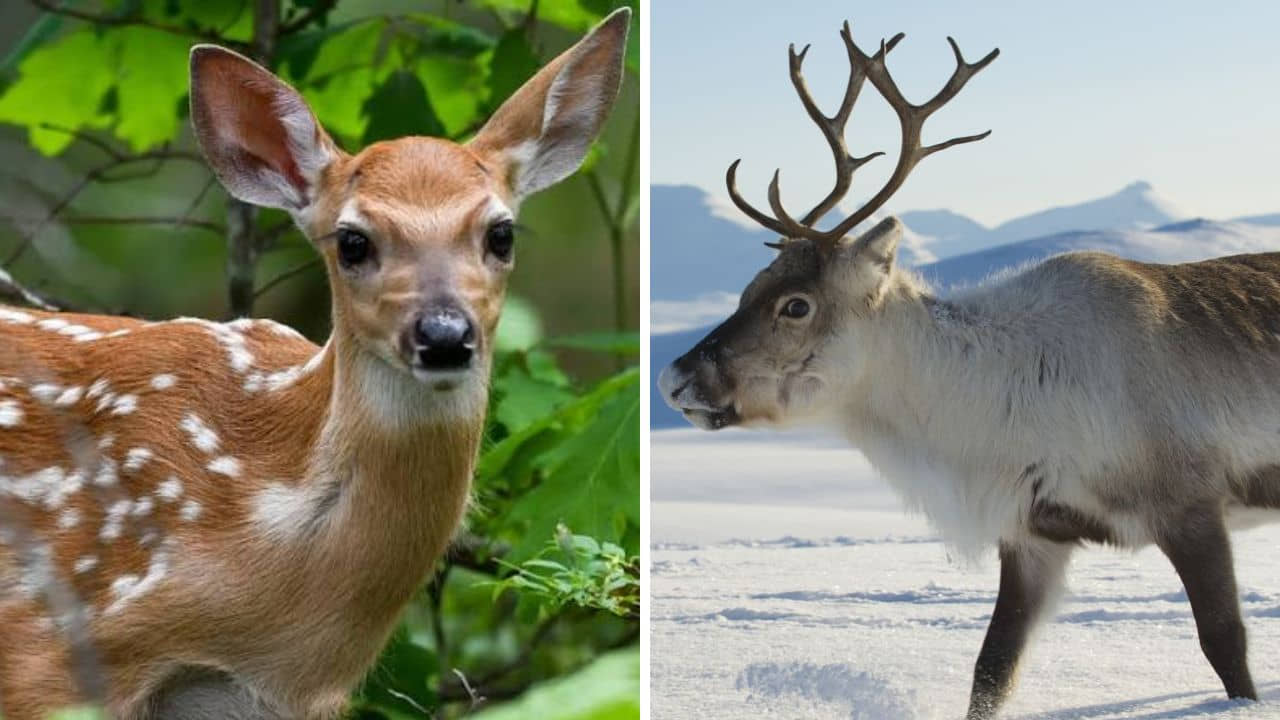 difference between deer and reindeer