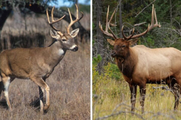 Difference Between Elk and Deer: Key Differences Explained