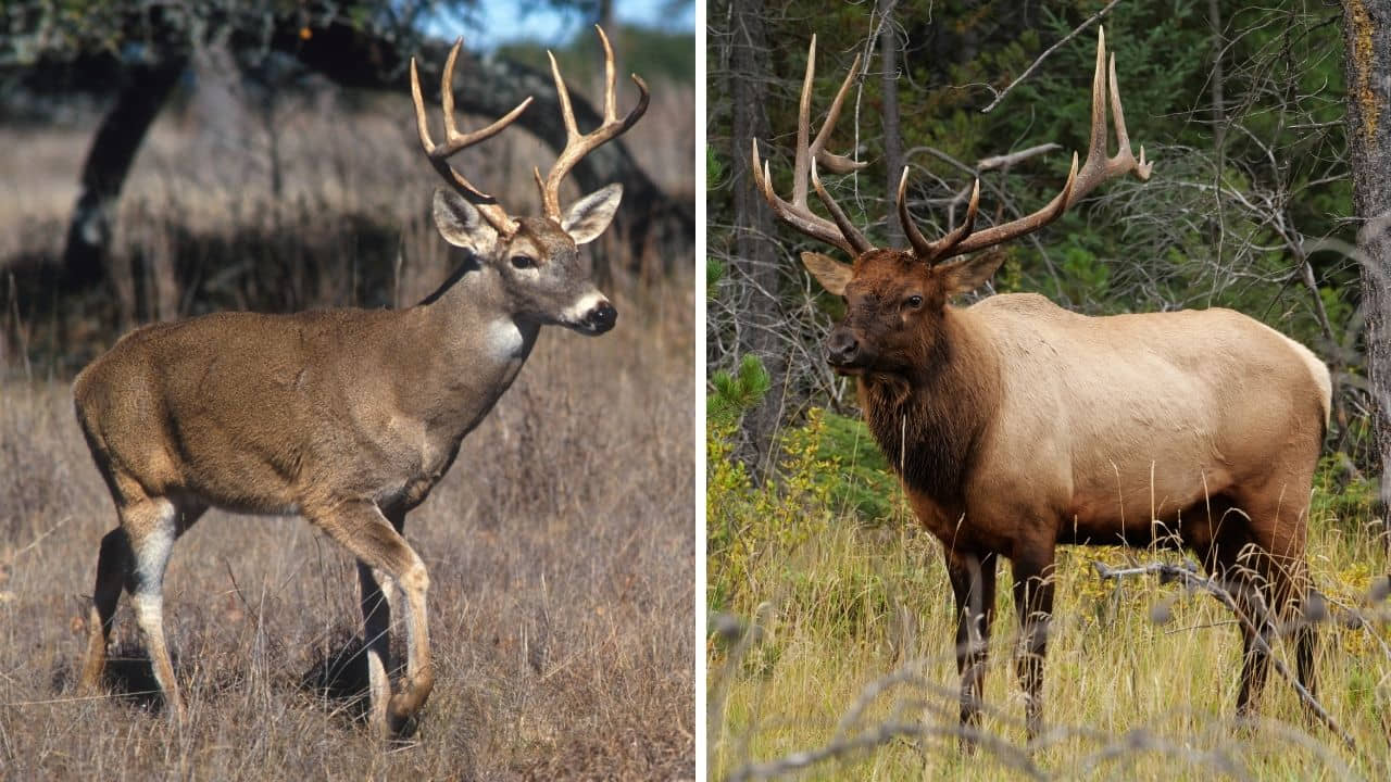 difference between elk and deer