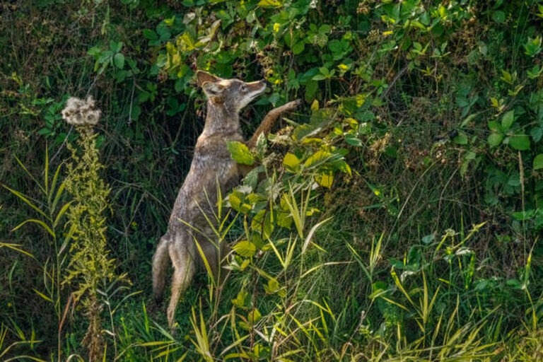 do coyotes eat berries