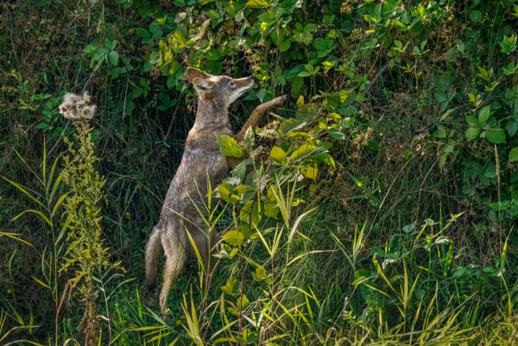 do coyotes eat berries