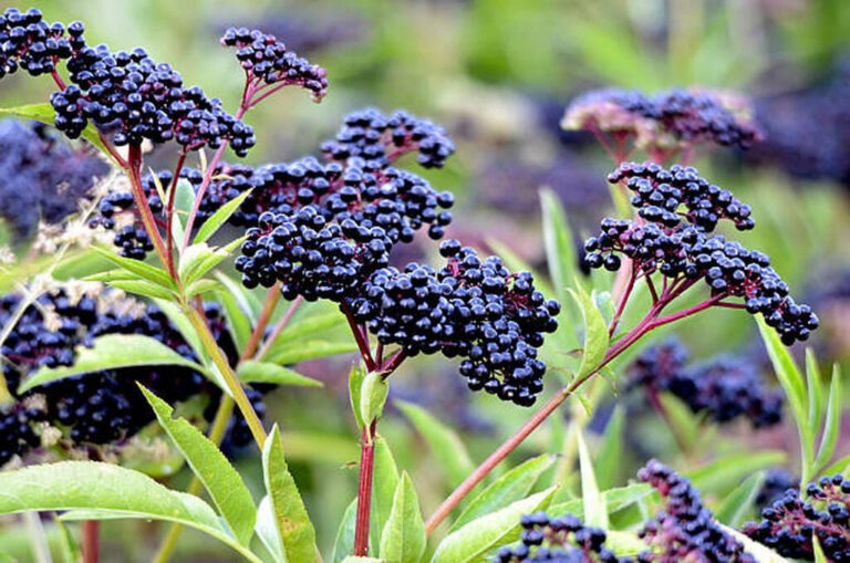do deer eat elderberry bushes
