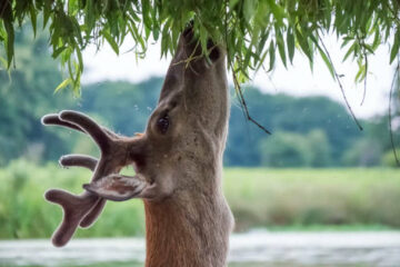 Do Deer Eat Weeping Willow Trees? A Hunter’s Guide