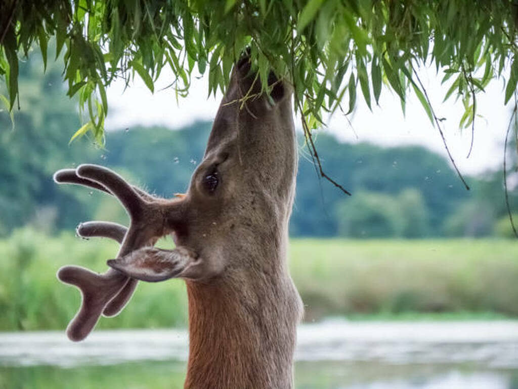 do deer eat weeping willow trees