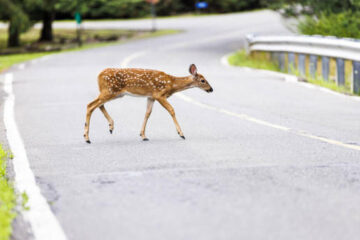 Do Deer Whistles Work? Evidence Every Hunter Should Know