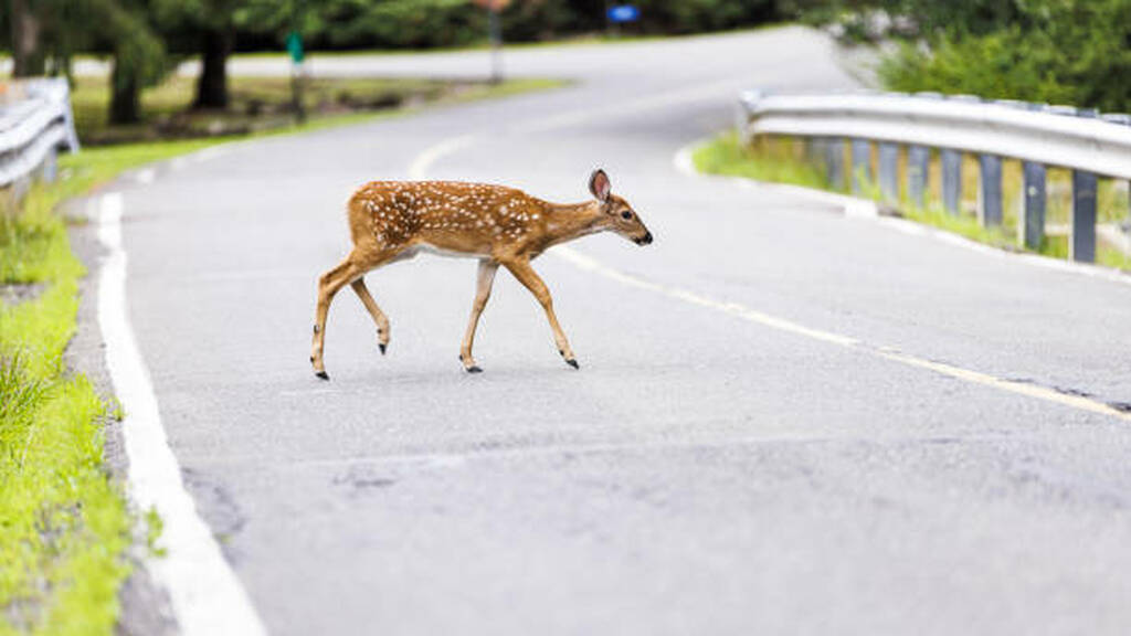 do deer whistles work