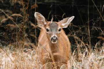 Do Female Deer Have Antlers? Species, Exceptions & Facts