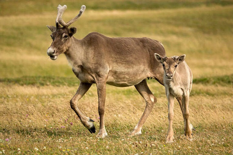 do female reindeer have antlers