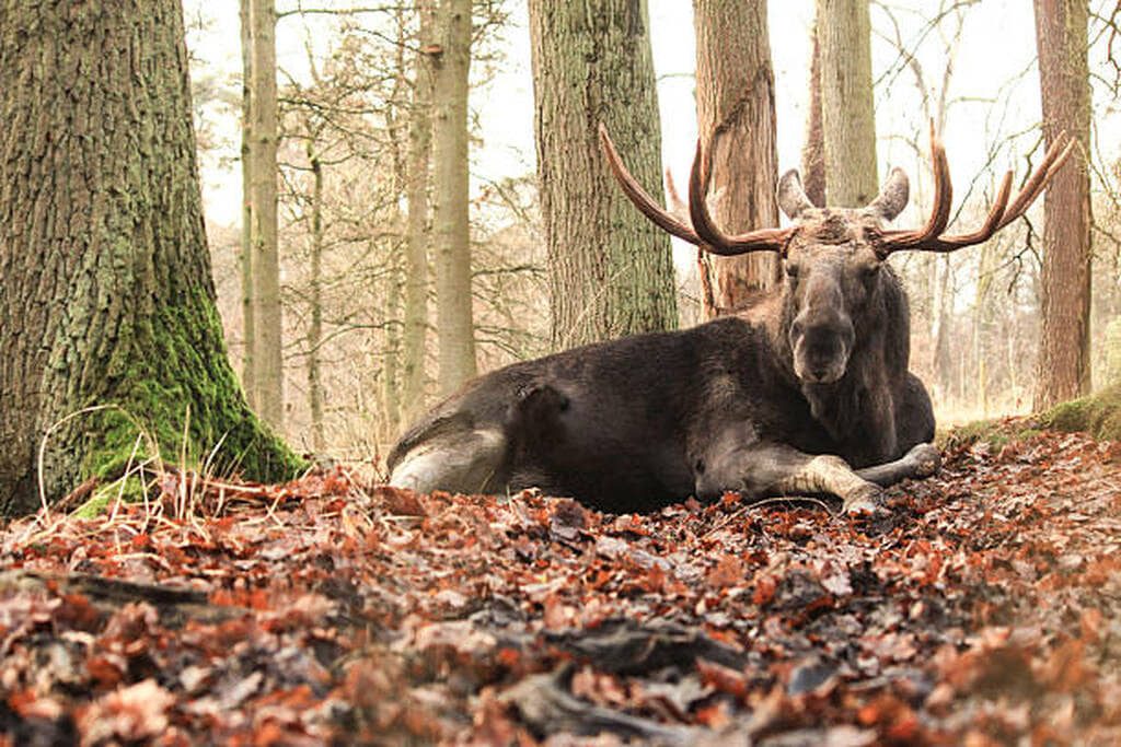 do moose shed their antlers