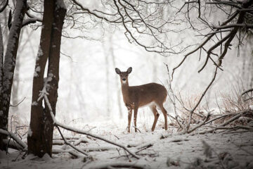 How Do Deer Survive the Winter? Adaptations, Food & Survival
