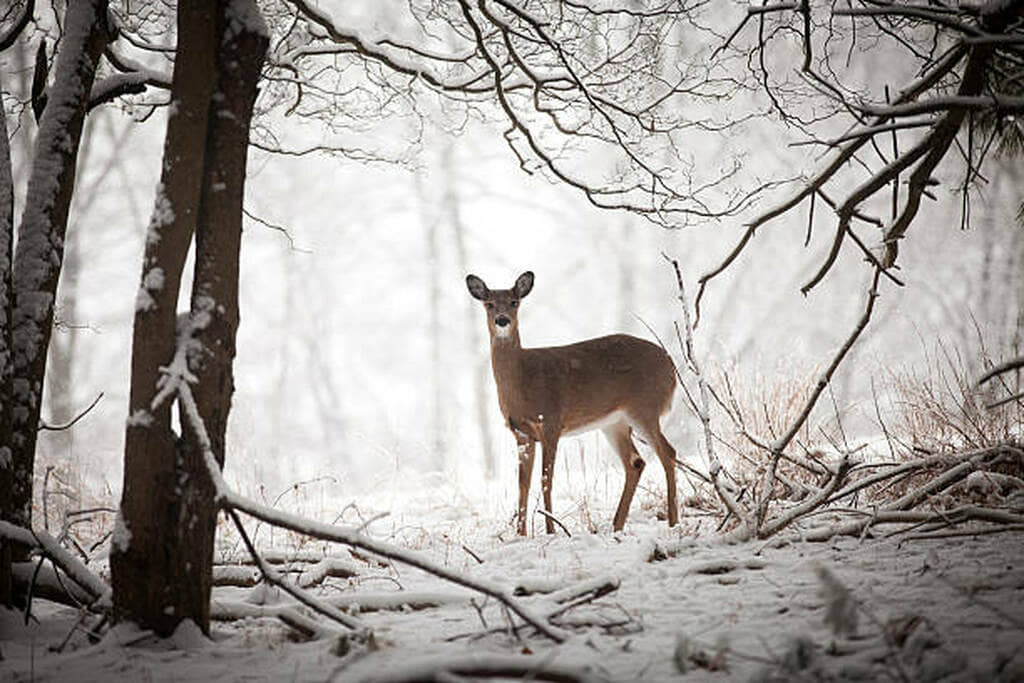 how do deer survive the winter