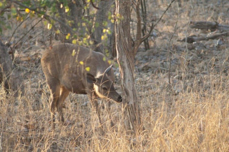 how far can a deer smell