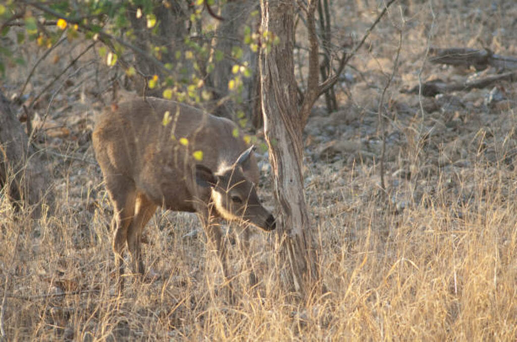 how far can a deer smell
