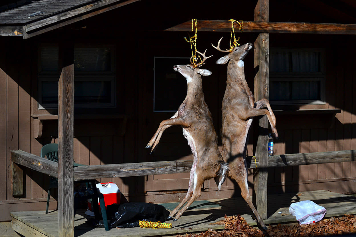 how long to hang a deer