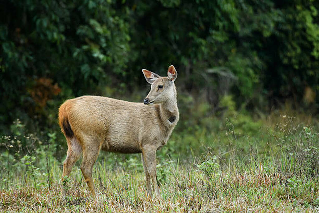 how to age a deer by teeth
