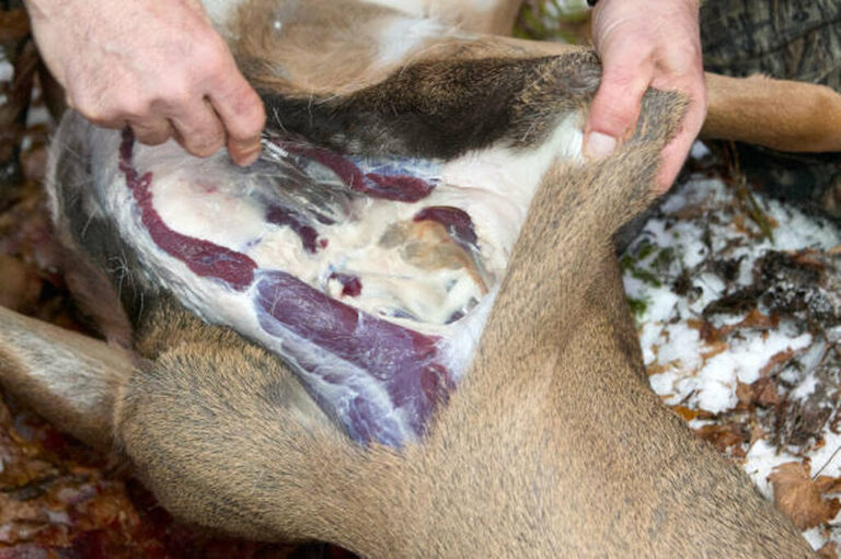 how to debone a deer