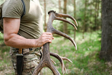 How To Find Deer Sheds: Proven Hunting Tips to Find More Antlers