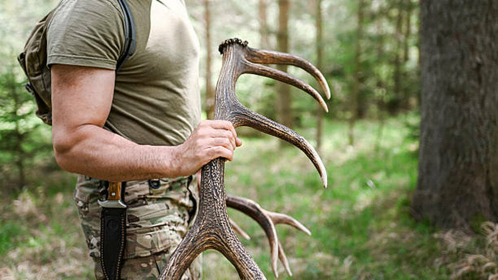 how to find deer sheds