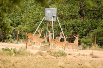 How to Keep Cows Away From Deer Feeders (8 Proven Ways)