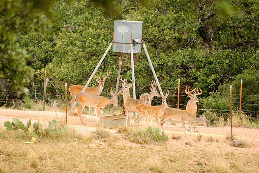 how to keep cows away from deer feeders