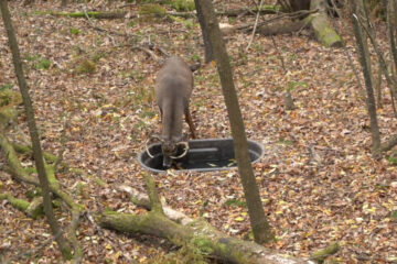 How to Make a Watering Hole for Deer on Hunting Property