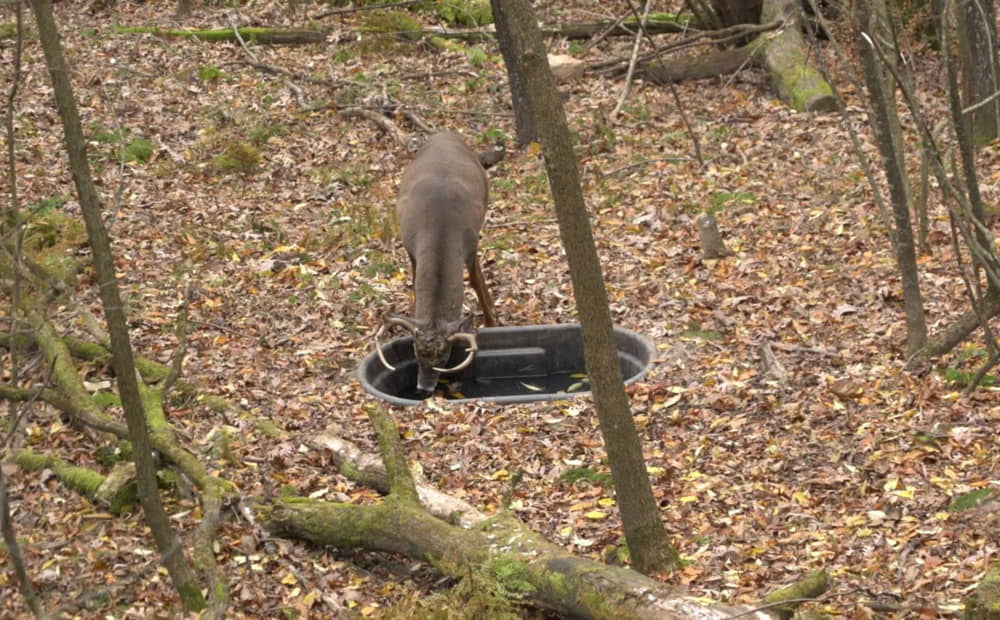 how to make a watering hole for deer