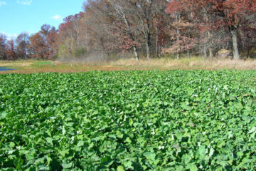 How to Plant a Food Plot Without a Tractor (Step-by-Step)