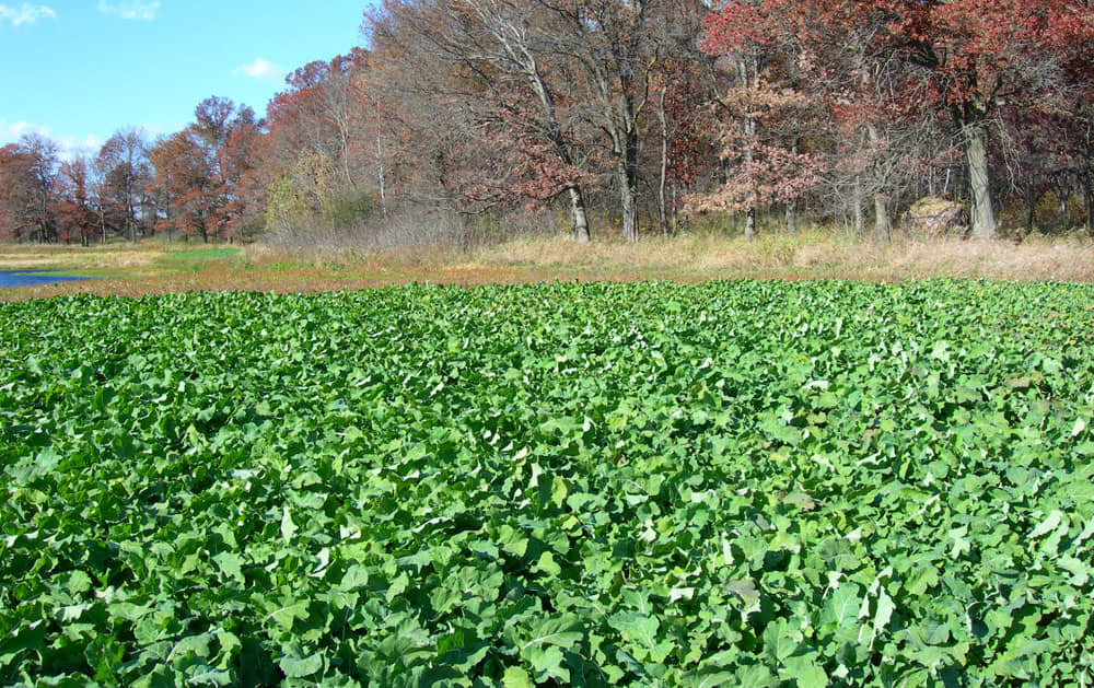 how to plant a food plot without a tractor