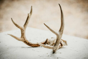 How to Sterilize Deer Antlers for Dog Chews Safely