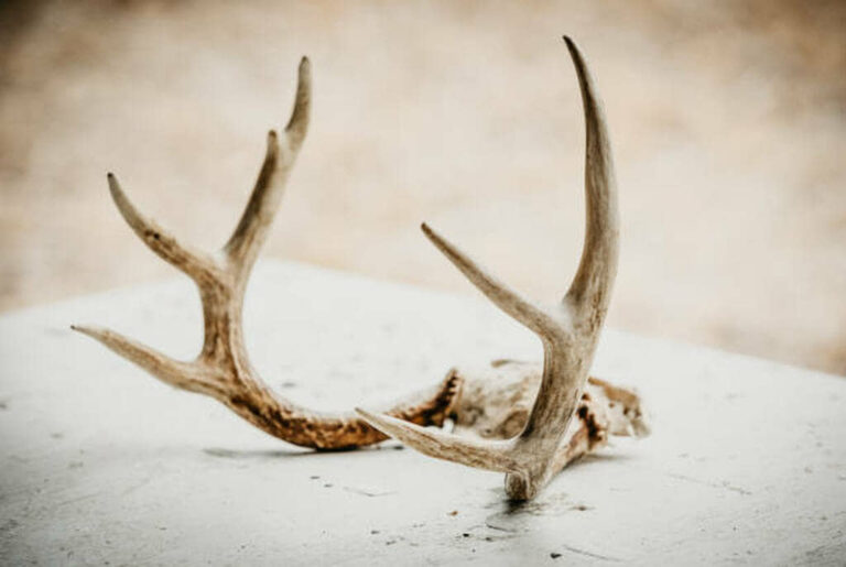 how to sterilize deer antlers for dog chews