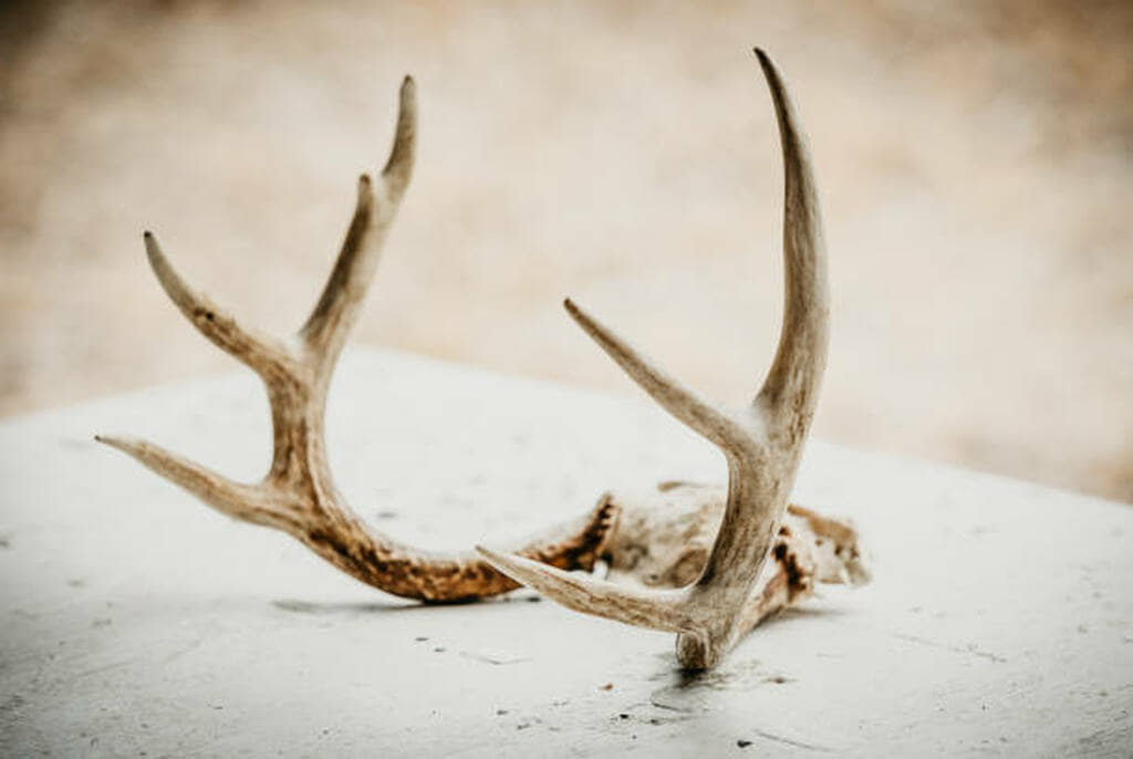 how to sterilize deer antlers for dog chews