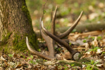 How to Tell the Age of a Deer by Antlers: What Really Works