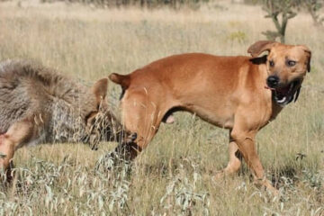How to Train a Coyote Decoy Dog: Step-by-Step Guide