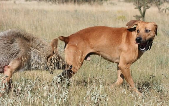 how to train a coyote decoy dog