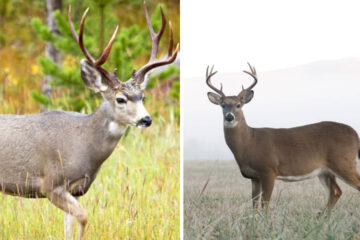 Mule Deer vs Whitetail: Key Differences Explained